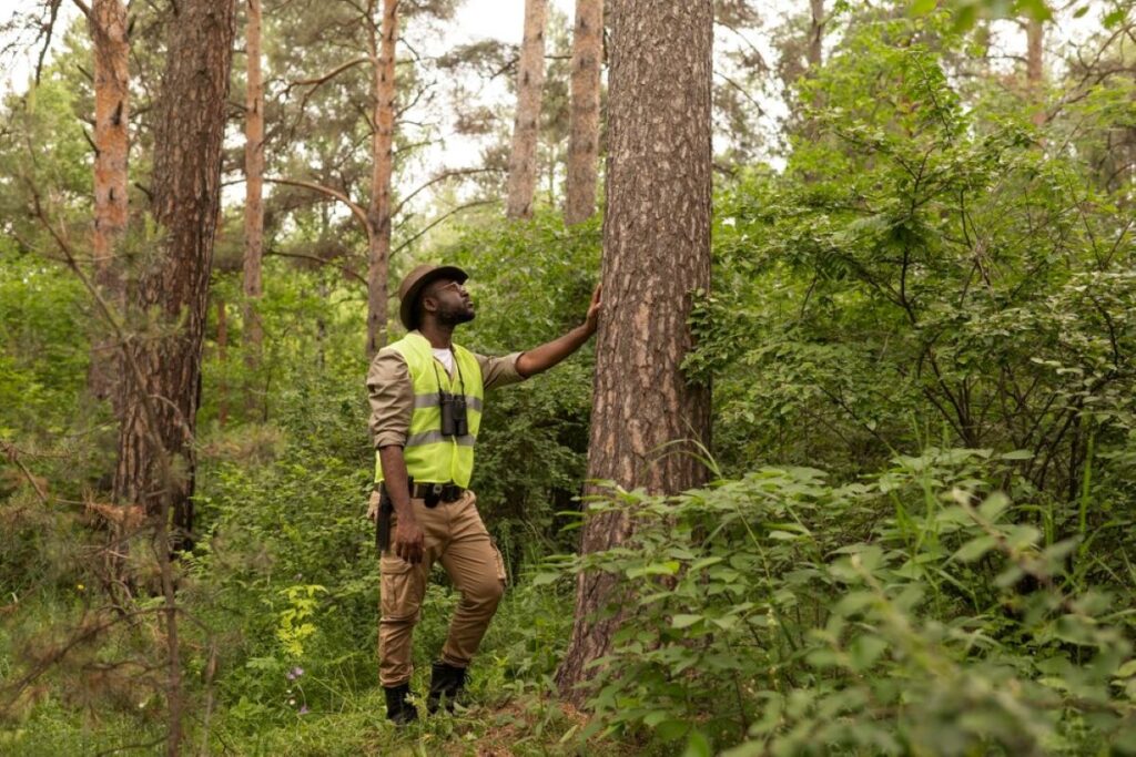 level 5 arborist sydney