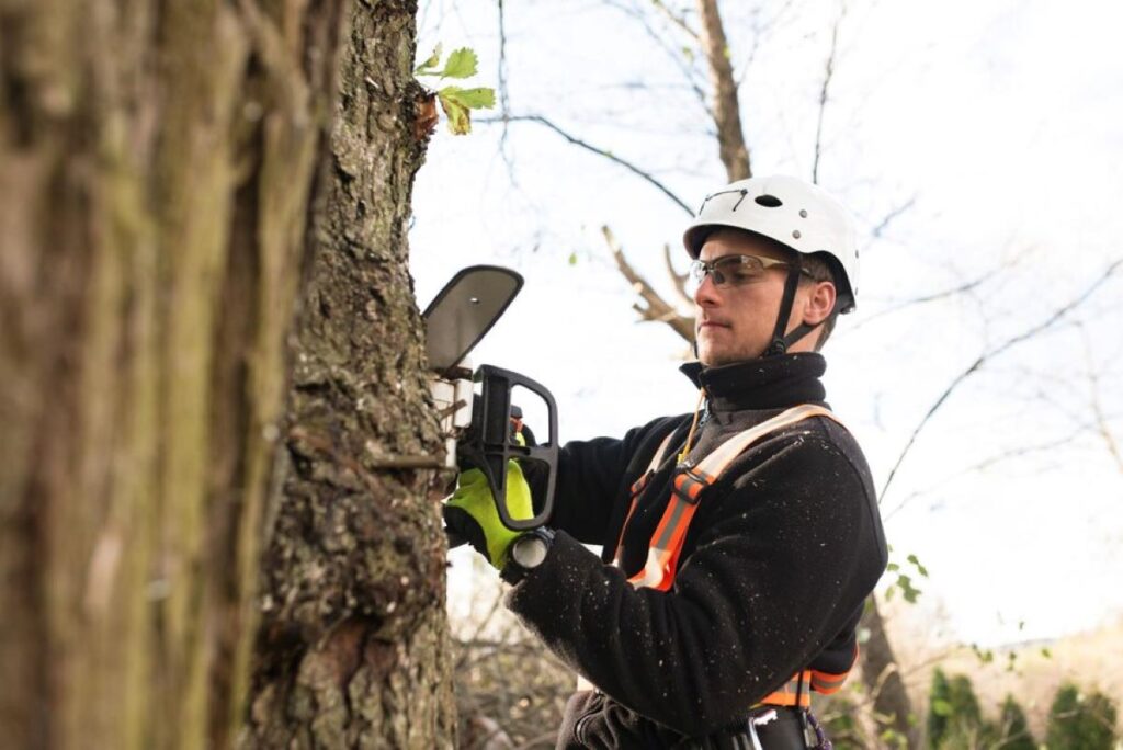 level 5 arborist sydney