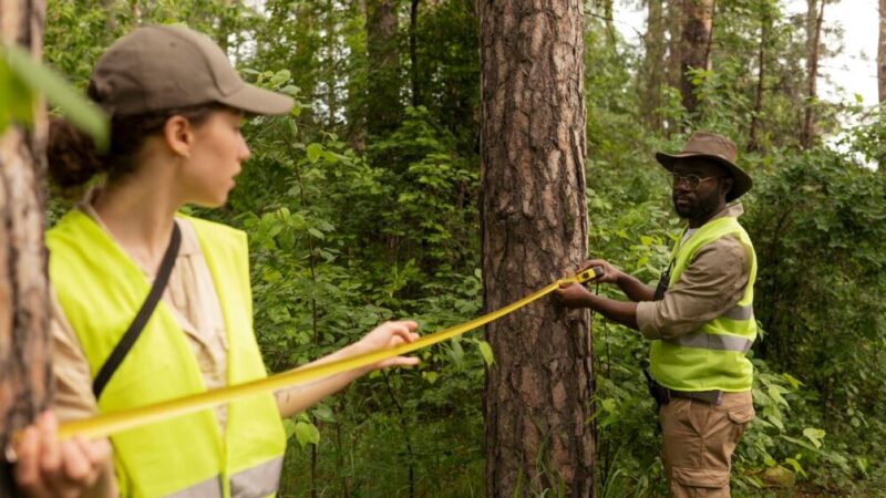 What Does a Level 5 Arborist in Sydney Do?