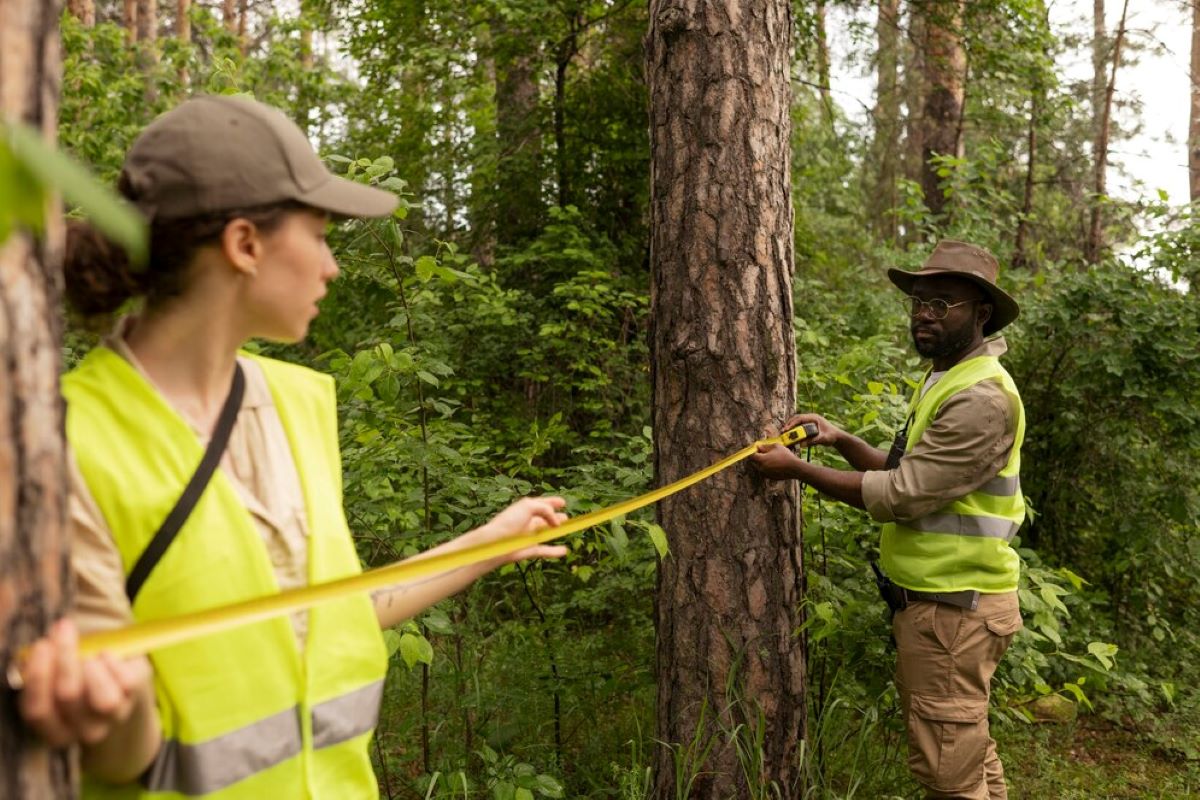 What Does a Level 5 Arborist in Sydney Do?