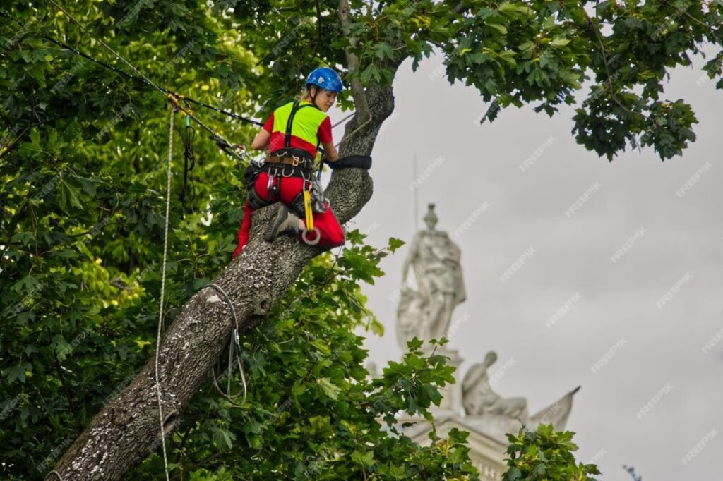 consulting arborist sydney