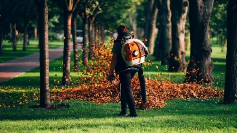 How to Choose the Right Consulting Arborist in Sydney