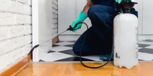 Mice Removal Sydney: Why Winter Increases Activity