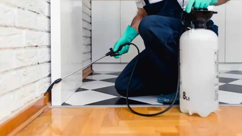 Mice Removal Sydney: Why Winter Increases Activity